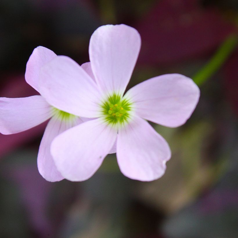 Dreieckiger Glücksklee Atropurpurea - Oxalis triangularis subsp.papilionacea (Blüte)