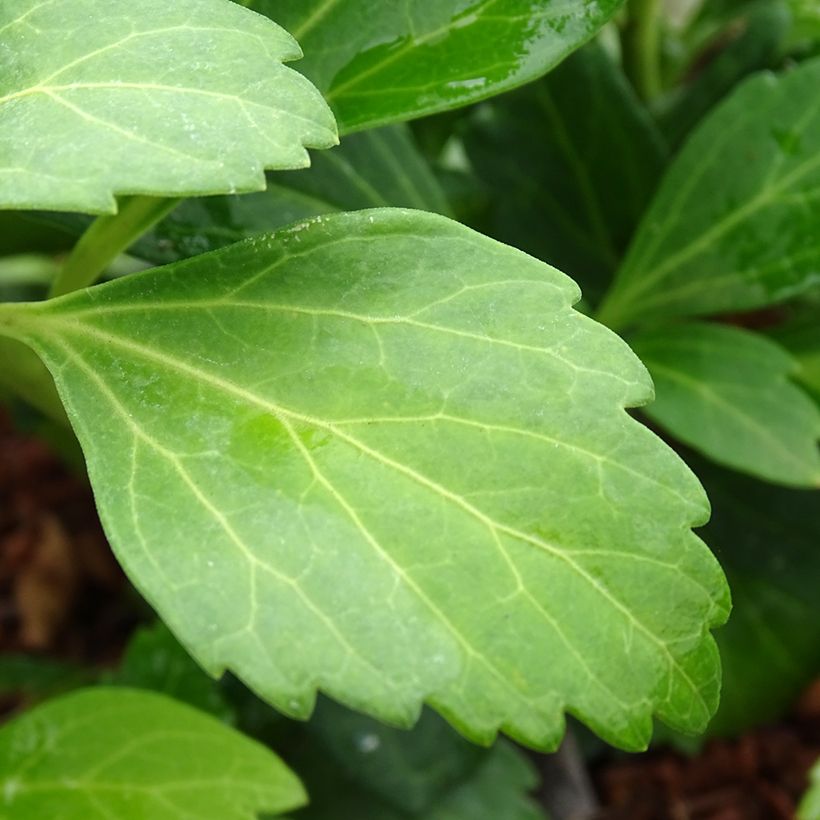 Pachysandra terminalis Green Carpet - Japanischer Ysander (Laub)