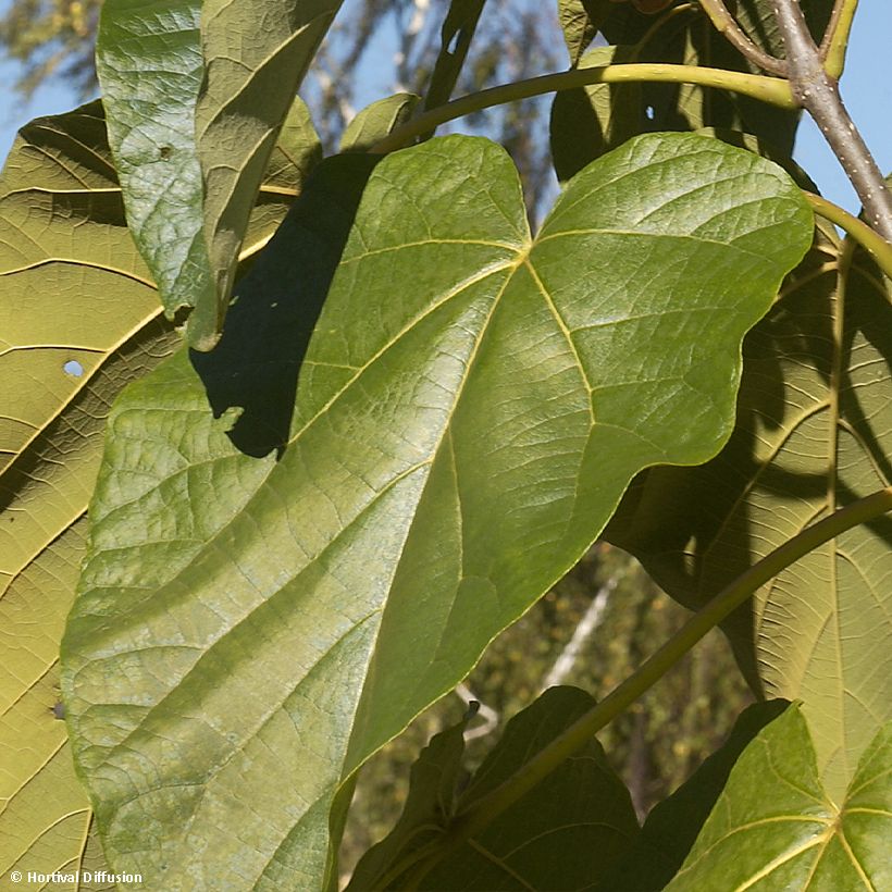 Paulownia fortunei Fast Blue Minfast - Blauglockenbaum (Laub)