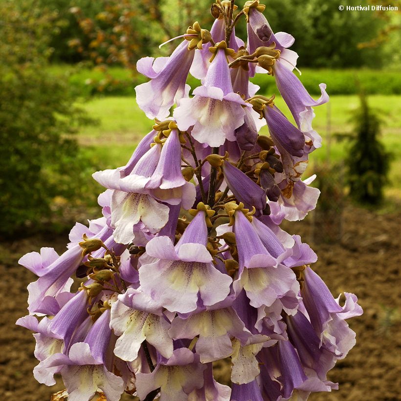 Paulownia fortunei Fast Blue Minfast - Blauglockenbaum (Blüte)