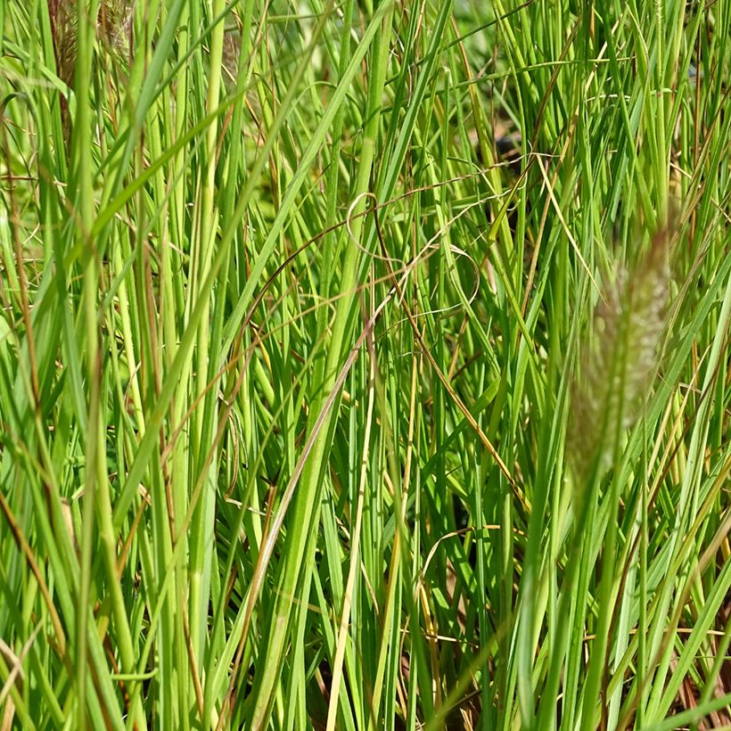 Lampenputzergras Cassian - Pennisetum alopecuroïdes (Laub)