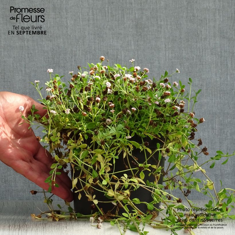 Exemplar von Phyla ou Lippia nodiflora - Verveine nodulaire en pot de 2L/3L wie im Herbst geliefert