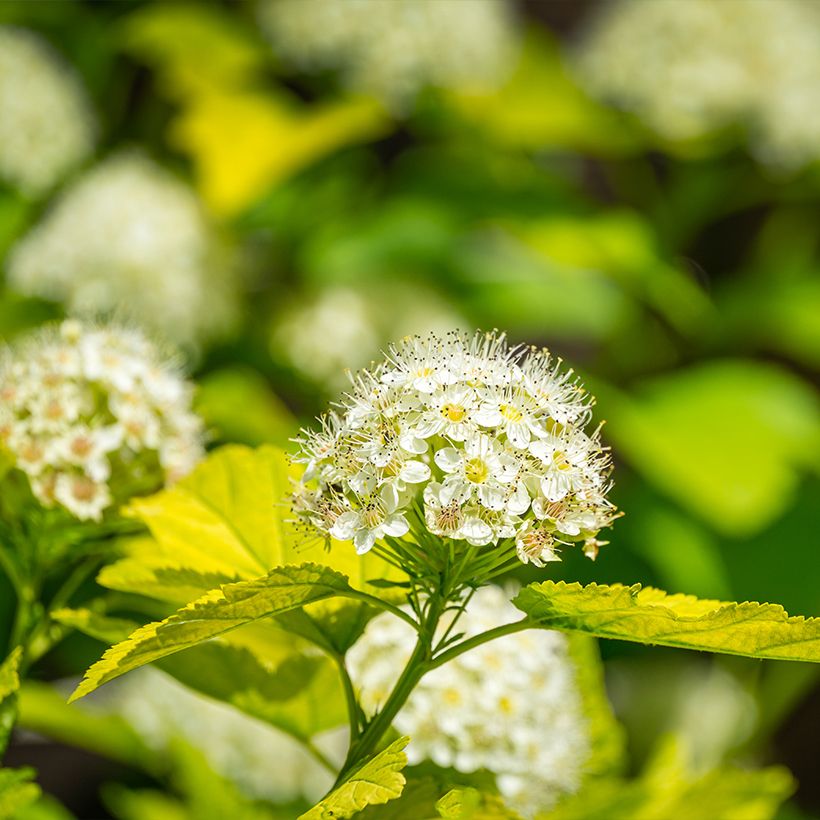 Blasenspiere Nugget - Physocarpus (Blüte)