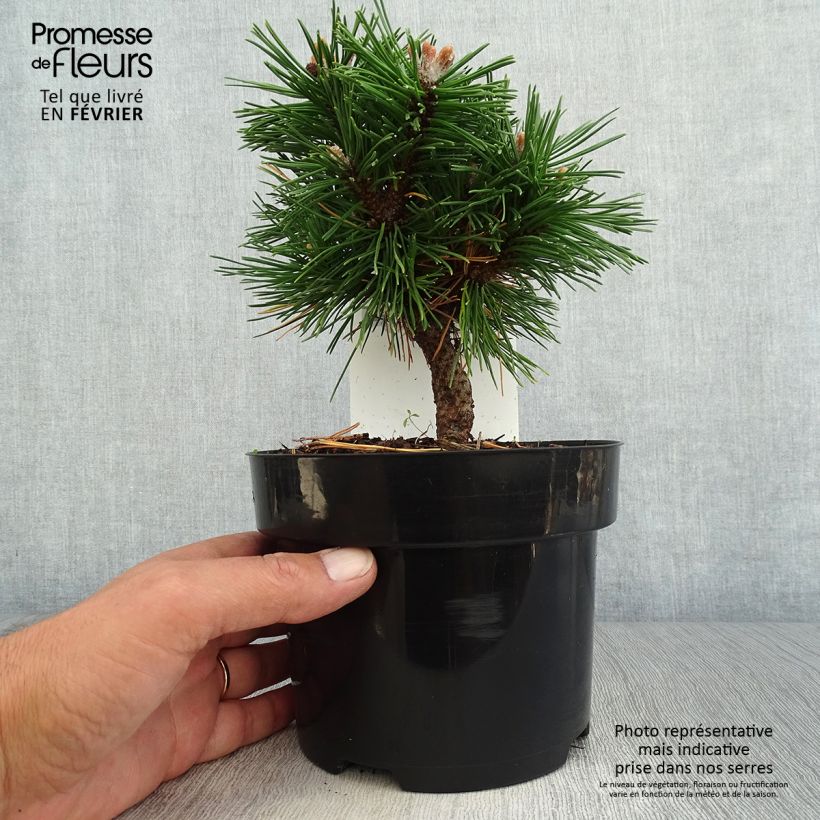 Exemplar von Pin de montagne - Pinus mugo Benjamin en pot de 2l/3l wie im Herbst geliefert