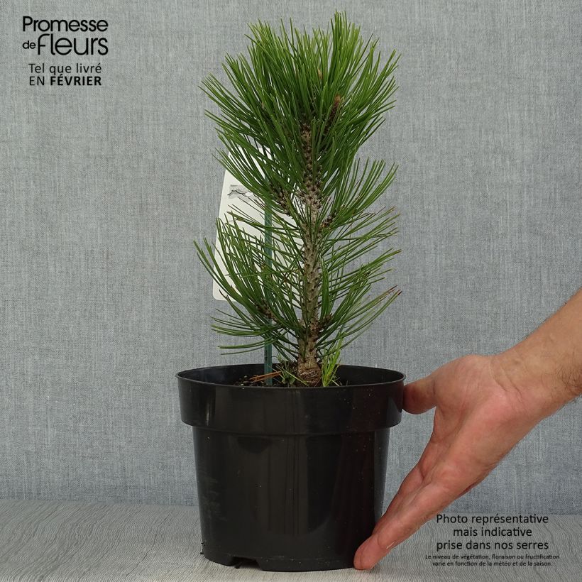 Exemplar von Pin de Bosnie - Pinus heldreichii Malinkii en pot de 2l/3l wie im Herbst geliefert