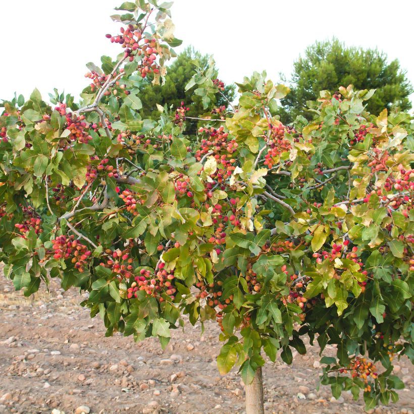 Echte Pistazie Kerman - Pistacia vera (Hafen)