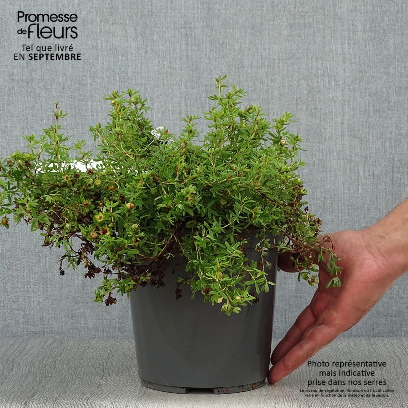 Exemplar von Fingerstrauch Red joker - Potentilla fruticosa wie im Herbst geliefert