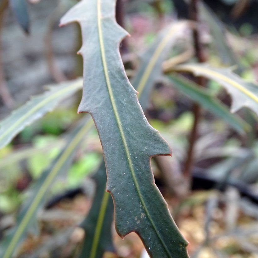 Pseudopanax Bronze Eagle (Laub)