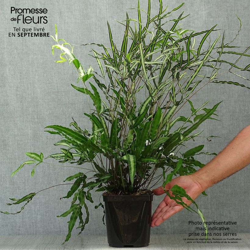 Exemplar von Pteris nipponica - Fougère Pot de 3L/4L wie im Herbst geliefert