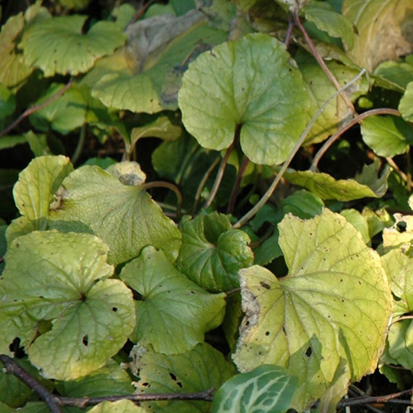 Pachyphragma macrophyllum - Großblättriges Täschelkraut (Laub)