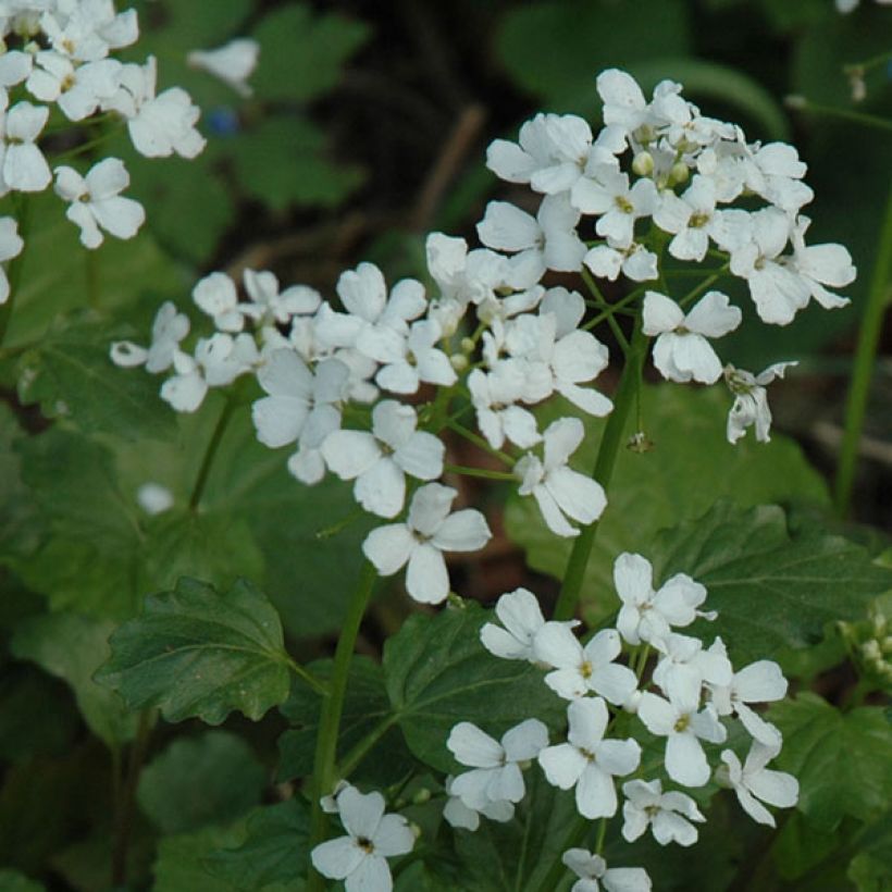 Pachyphragma macrophyllum - Großblättriges Täschelkraut (Blüte)