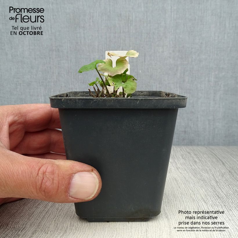 Exemplar von Pachyphragma macrophyllum Godet de 9cm wie im Herbst geliefert