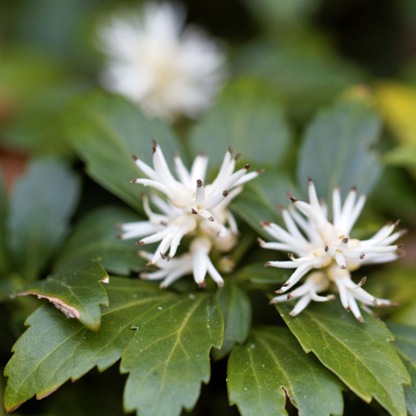 Pachysandra terminalis Green Carpet - Japanischer Ysander (Blüte)