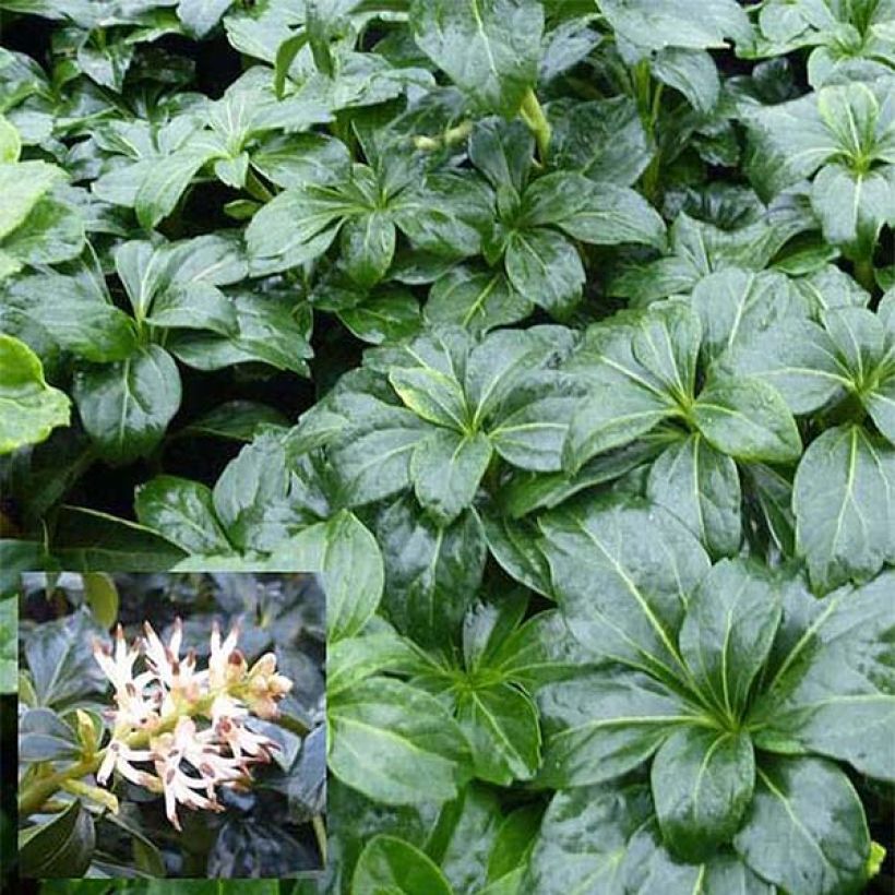 Pachysandra terminalis Green Sheen - Japanischer Ysander (Laub)