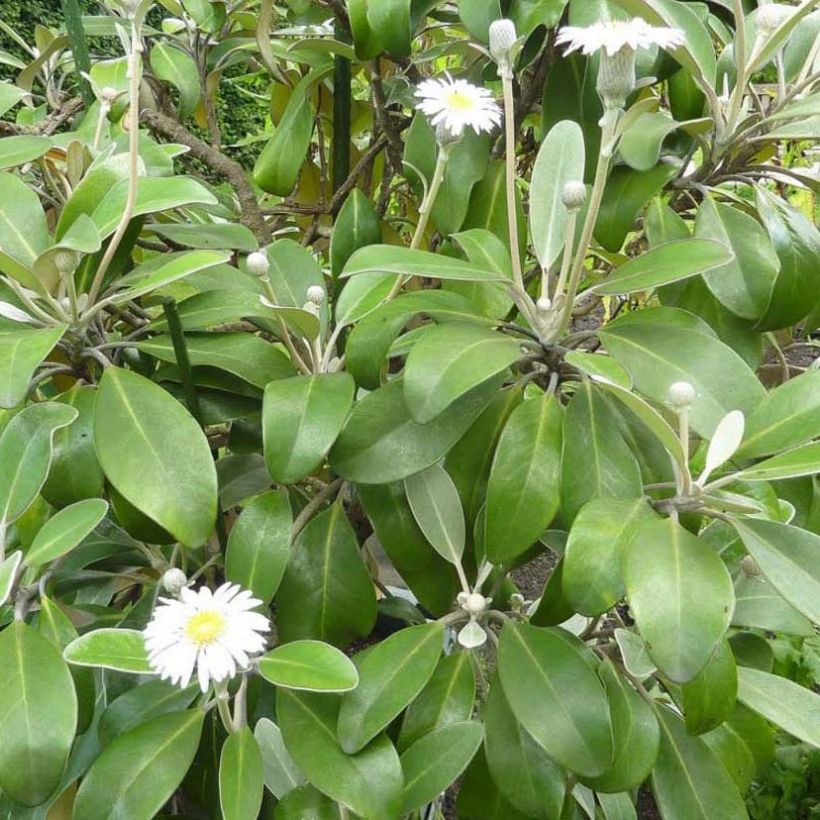 Pachystegia insignis Daizea Hardec - Marlborough Felsen Daisy (Laub)