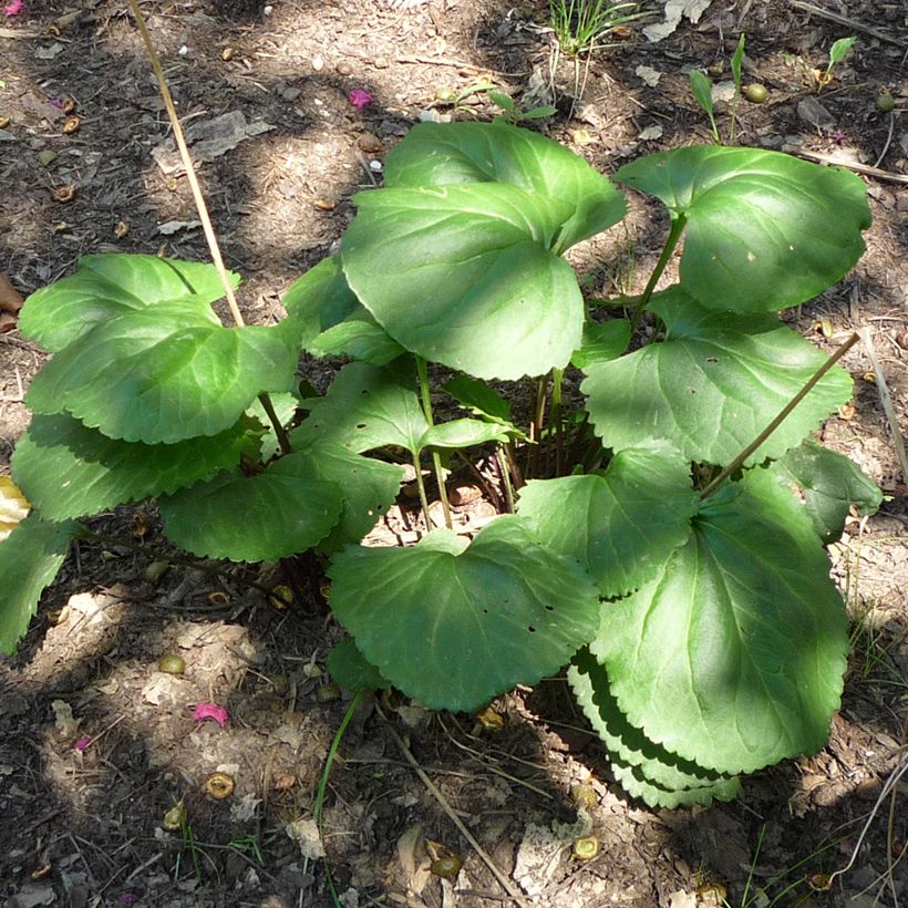 Packera aurea - Kreuzkraut (Laub)