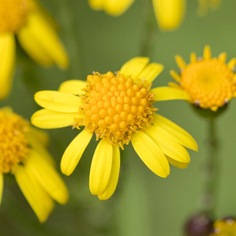 Packera aurea - Kreuzkraut (Blüte)