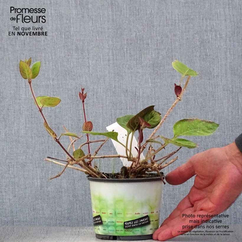 Exemplar von Paederia lanuginosa - Plante fromage Pot de 1L wie im Herbst geliefert