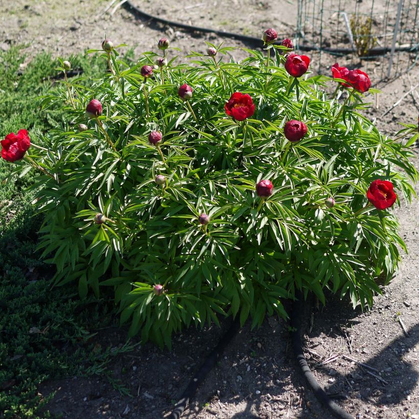 Paeonia Early Scout - Pfingstrose (Hafen)