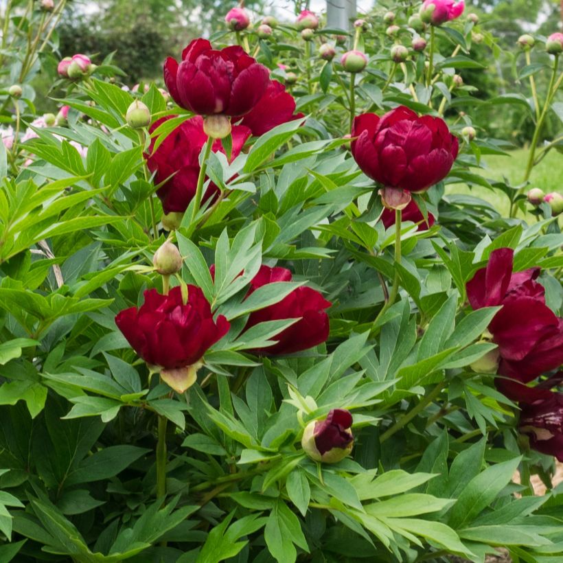 Paeonia Itoh Scarlet Heaven (Blüte)