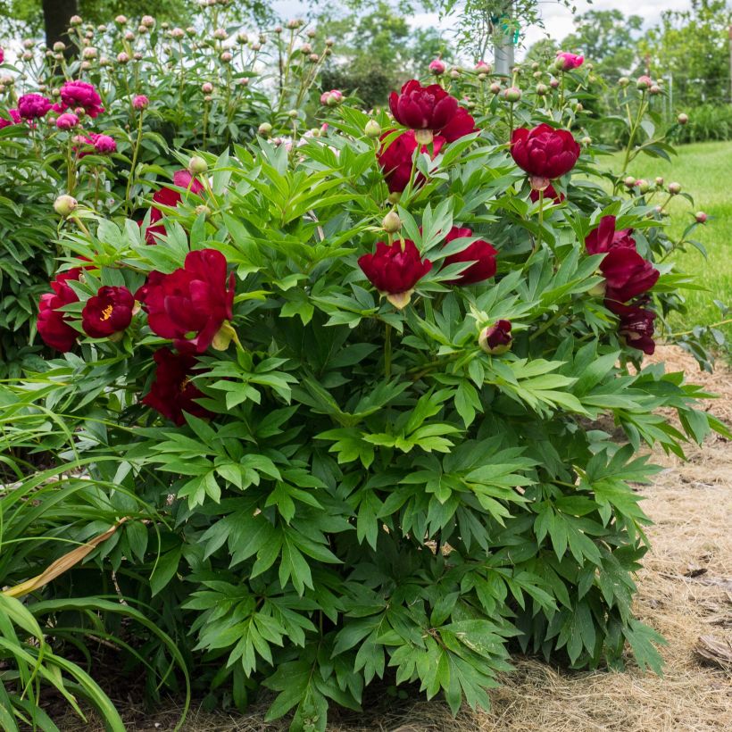 Paeonia Itoh Scarlet Heaven (Hafen)