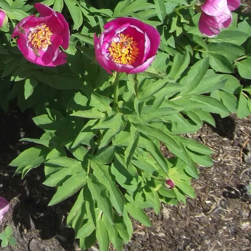 Paeonia humilis (Laub)