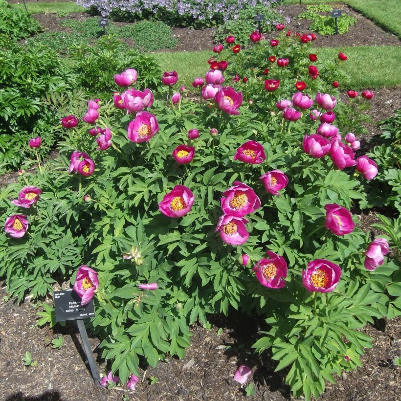 Paeonia humilis (Hafen)