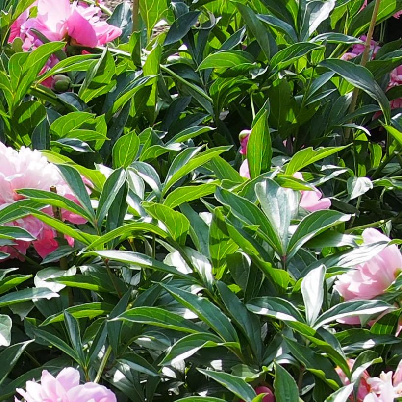 Paeonia lactiflora Edulis Superba - Edel-Pfingstrosen (Laub)