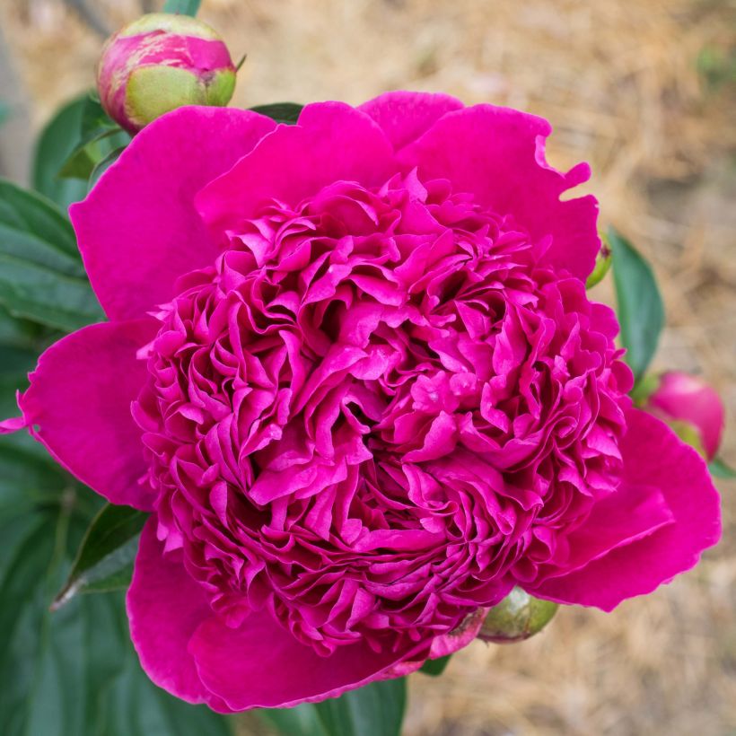 Paeonia lactiflora Félix Crousse - Edel-Pfingstrosen (Blüte)