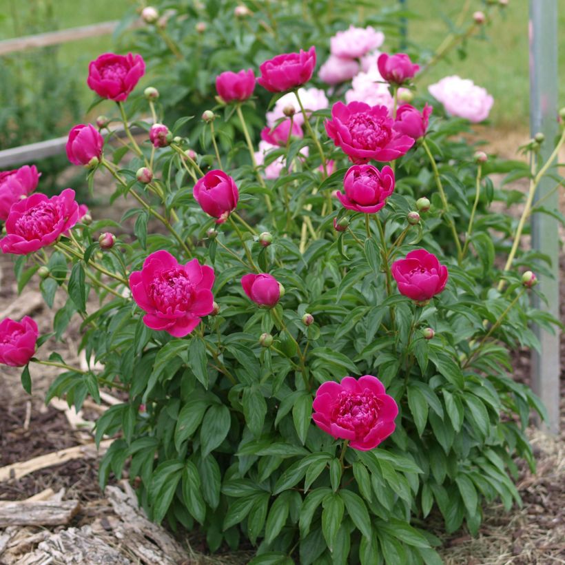 Paeonia lactiflora Félix Crousse - Edel-Pfingstrosen (Hafen)