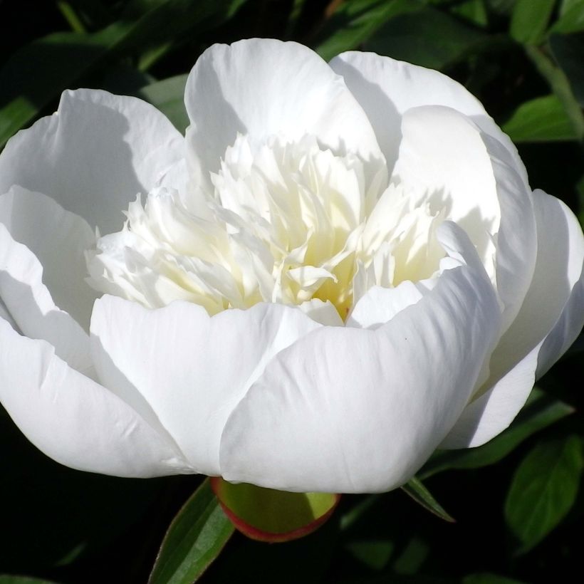 Paeonia lactiflora Immaculée - Edel-Pfingstrosen (Blüte)