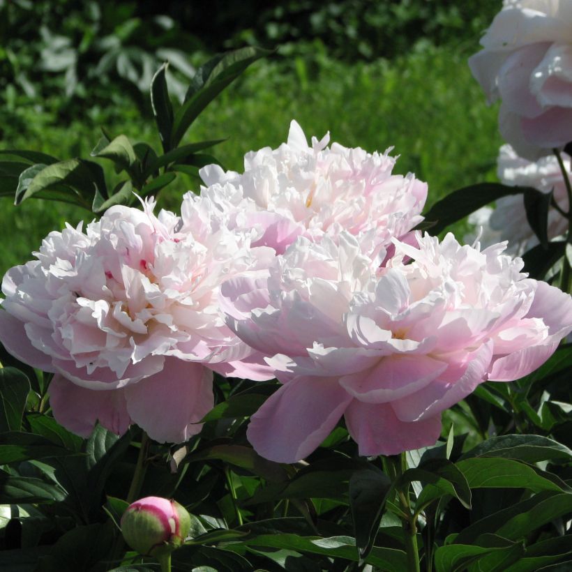 Paeonia lactiflora Lady Alexandra Duff - Edel-Pfingstrosen (Blüte)