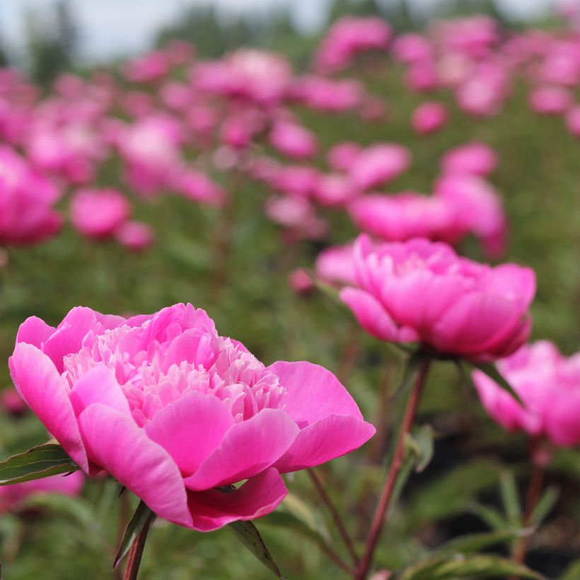 Paeonia lactiflora Madame Emile Debatène - Edel-Pfingstrosen (Blüte)