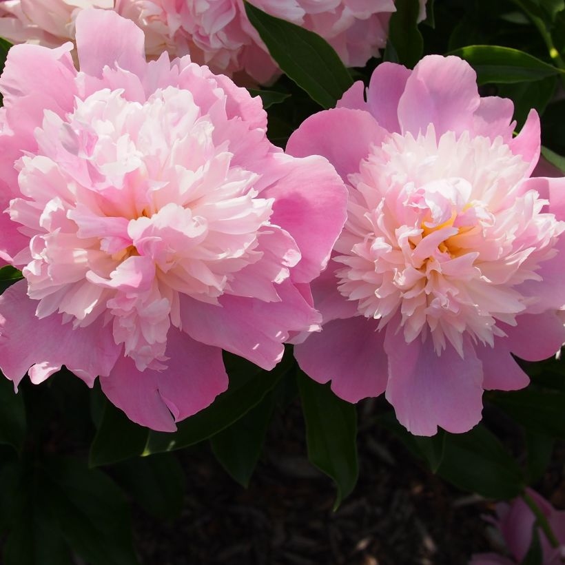 Paeonia lactiflora Monsieur Jules Elie - Edel-Pfingstrosen (Blüte)