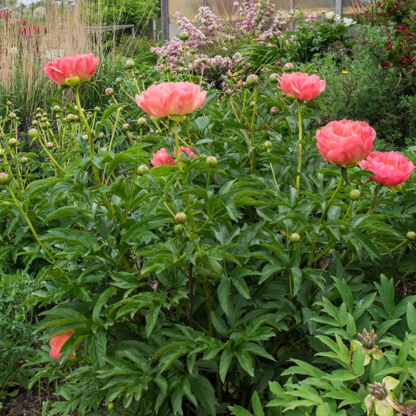 Paeonia lactiflora Pink Hawaiian Coral - Edel-Pfingstrosen (Hafen)