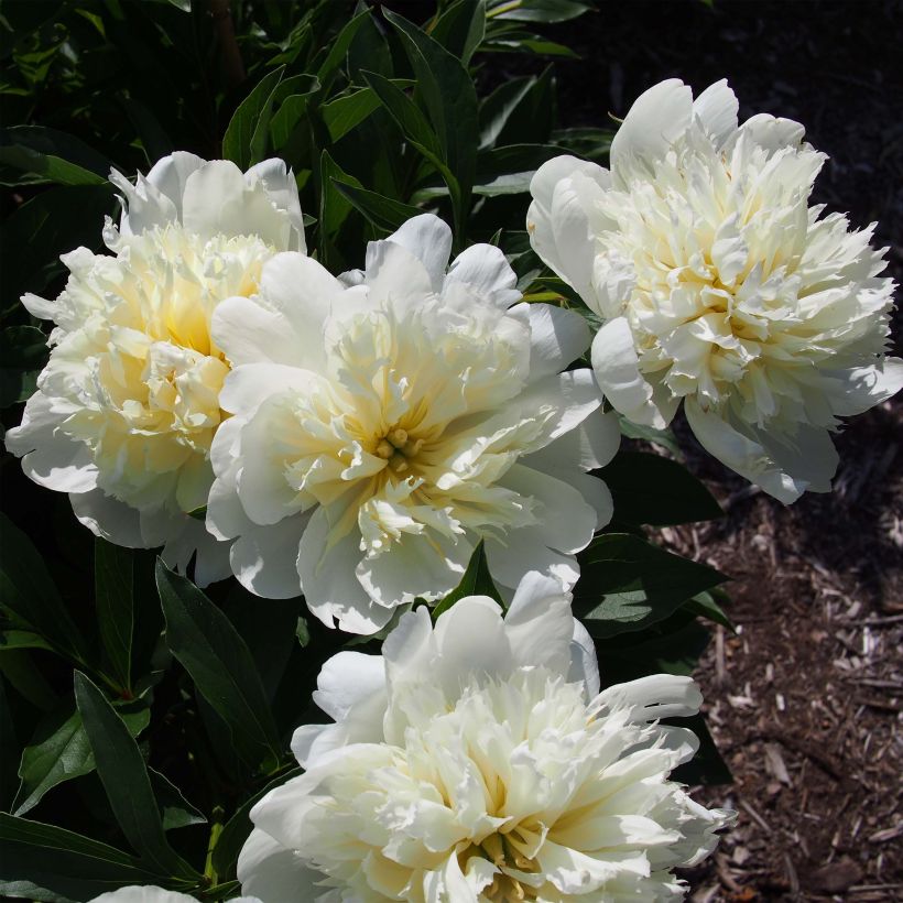 Paeonia lactiflora Primevère - Edel-Pfingstrosen (Blüte)