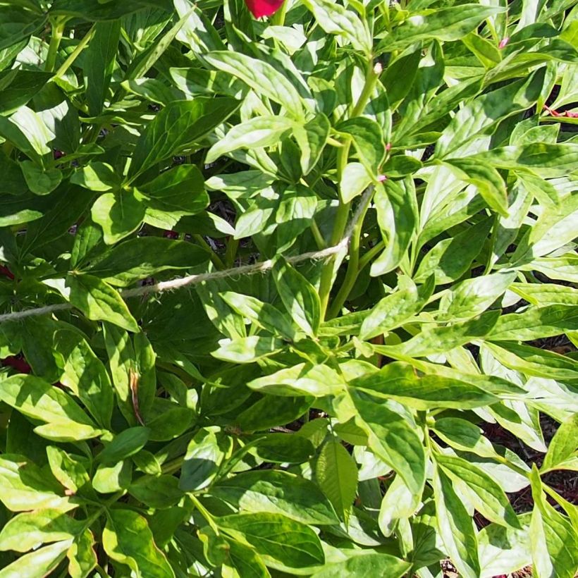 Paeonia lactiflora Red Charm - Edel-Pfingstrosen (Laub)