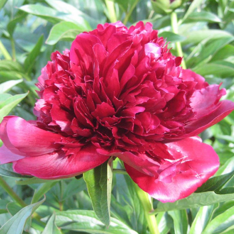 Paeonia lactiflora Red Charm - Edel-Pfingstrosen (Blüte)