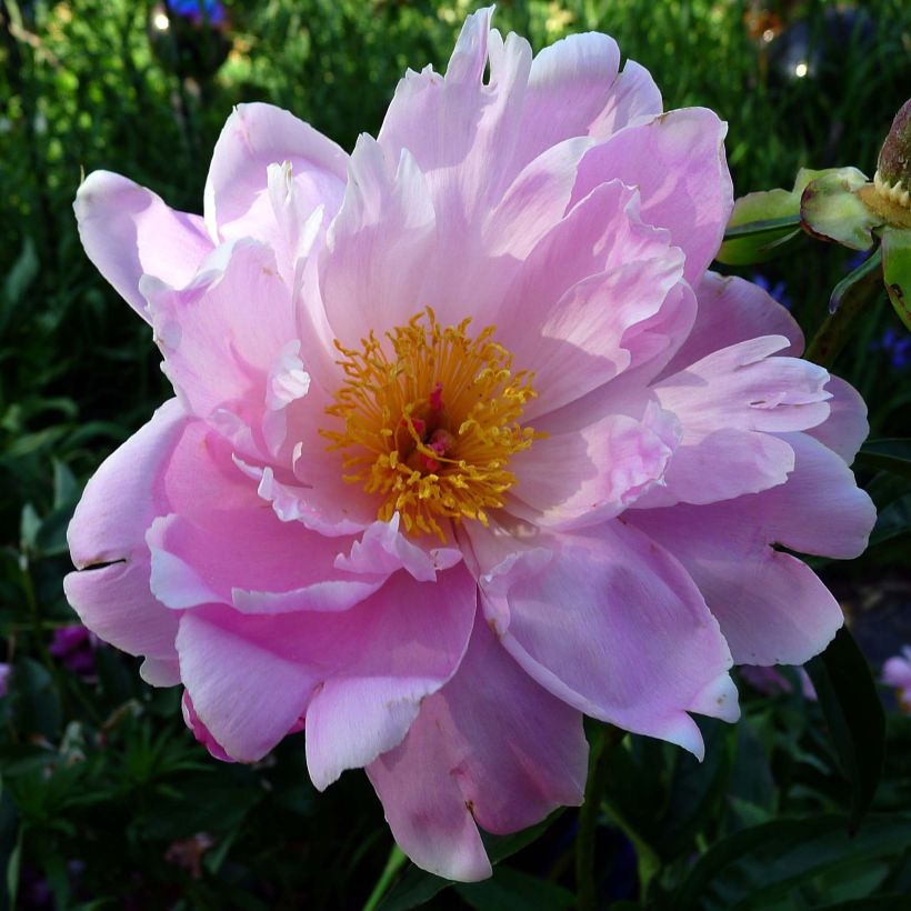 Paeonia lactiflora Sea Shell - Edel-Pfingstrosen (Blüte)