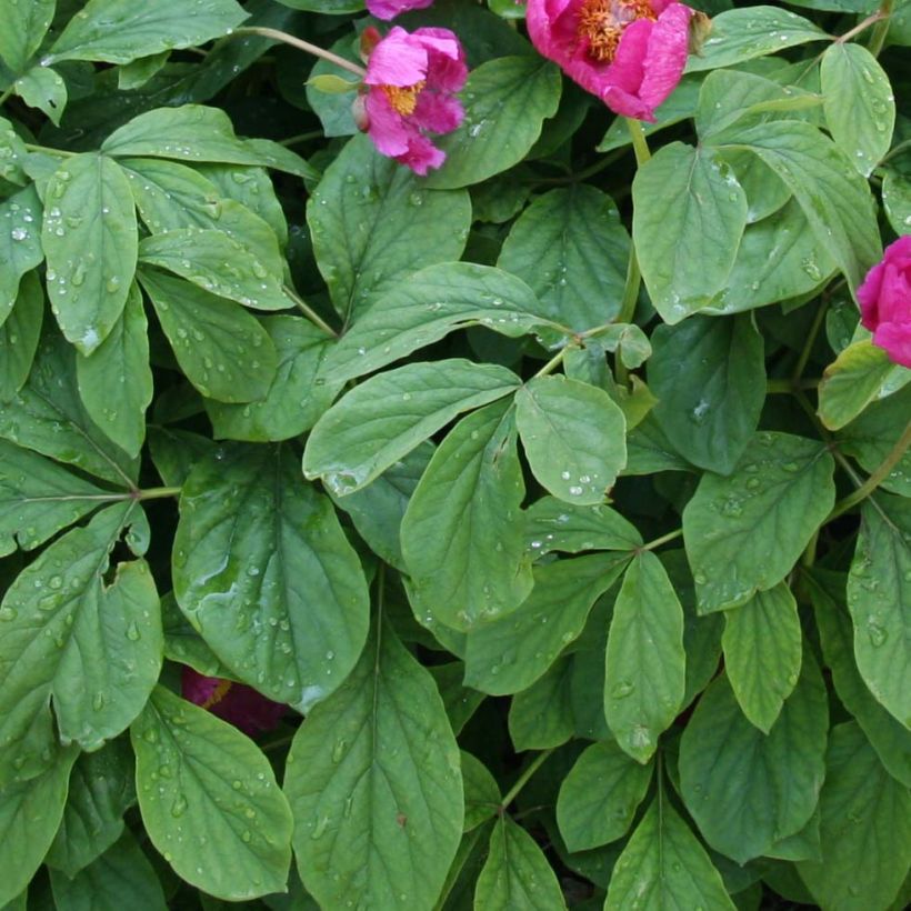 Paeonia mascula - Pfingstrose (Laub)