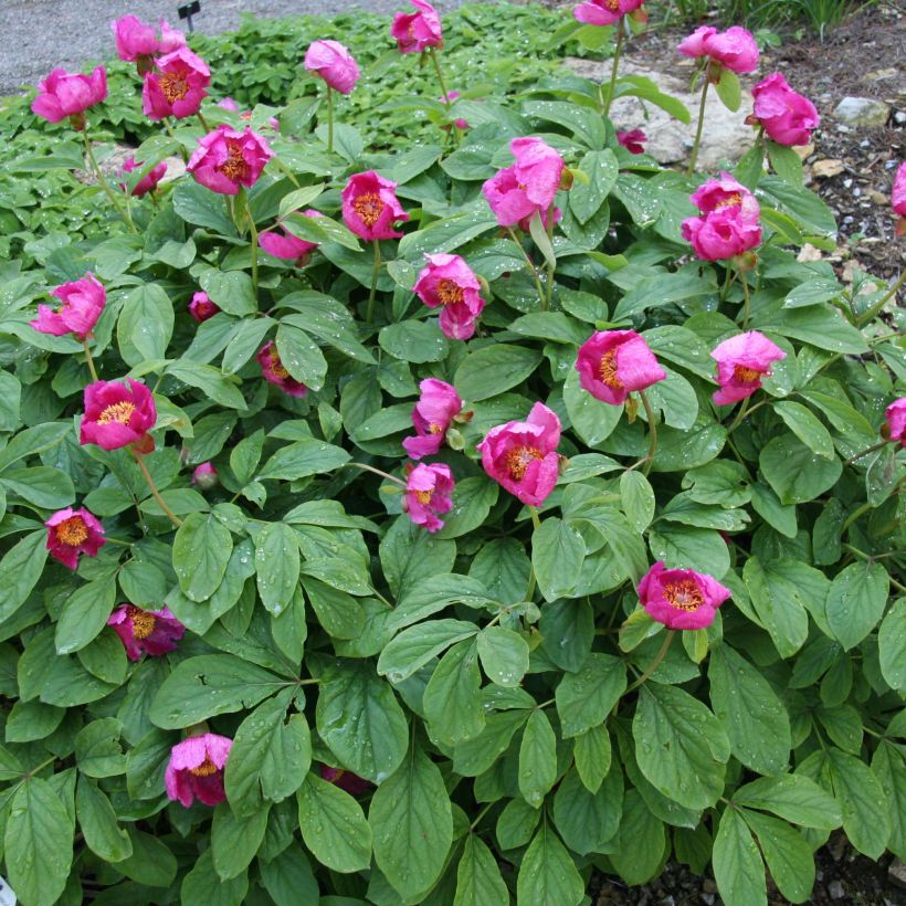 Paeonia mascula - Pfingstrose (Hafen)