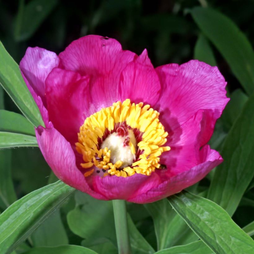 Paeonia officinalis Mollis - Pfingstrose (Blüte)