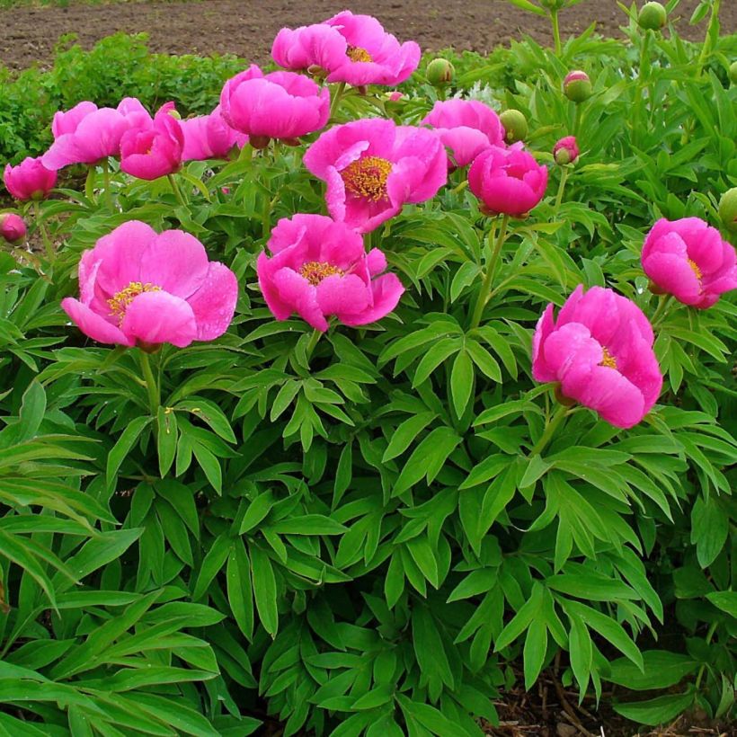 Paeonia officinalis Mollis - Pfingstrose (Hafen)