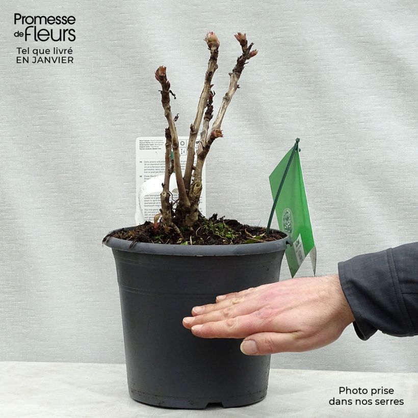 Exemplar von Pivoine arbustive 08 Juan Ye Hong - Paeonia suffruticosa Pot de 7,5L/10L wie im Winter geliefert