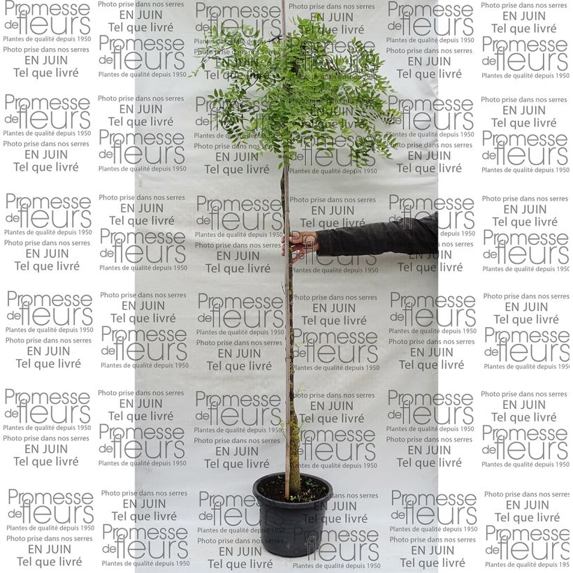 Beispiel eines Exemplars von Pagode japonaise - Sophora japonica Pendula Pot de 12L/15L wie geliefert