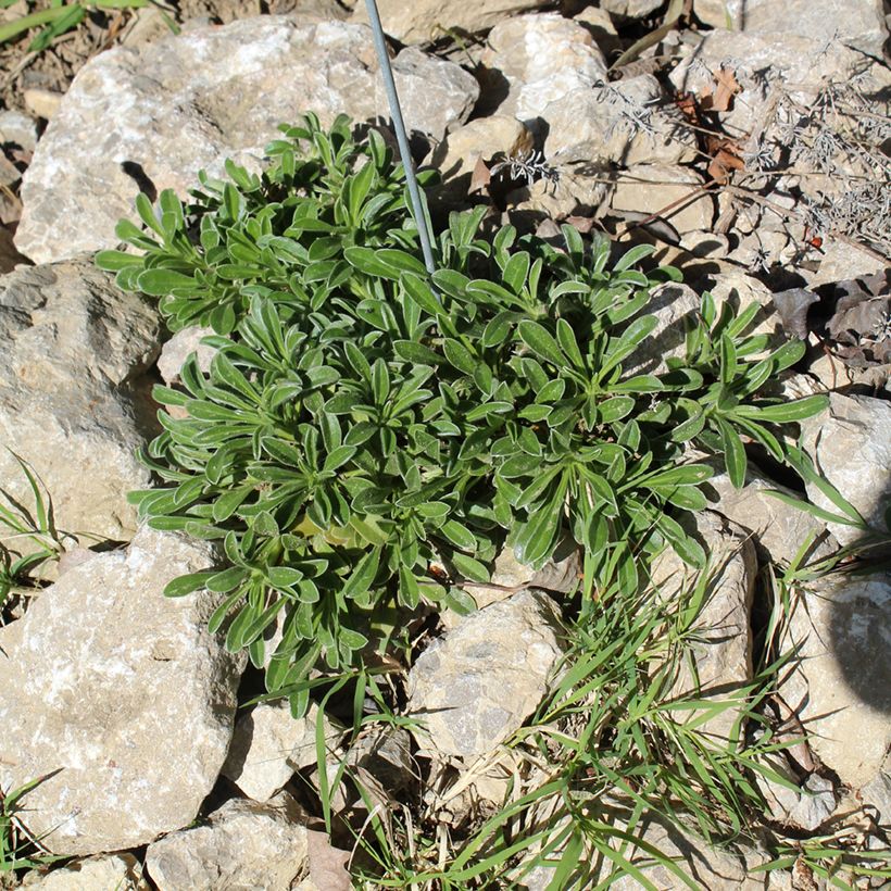 Pallenis maritima Aurelia Gold - Küstenstrandstern (Hafen)