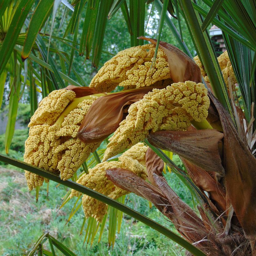 Trachycarpus fortunei - Fächerpalme (Blüte)