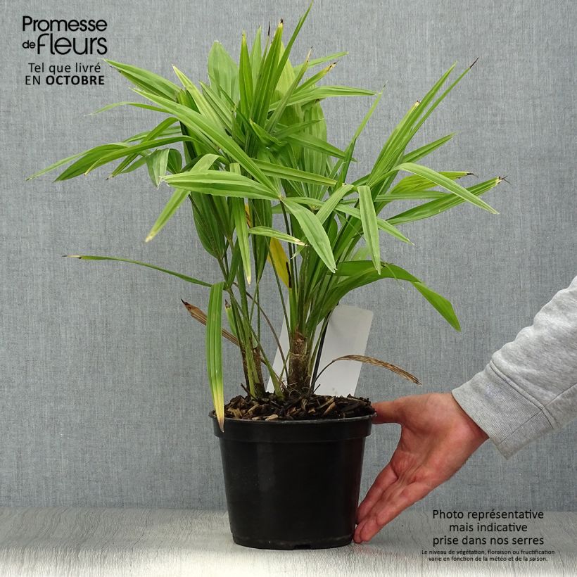 Exemplar von Palmier de Chine - Trachycarpus fortunei wie im Herbst geliefert