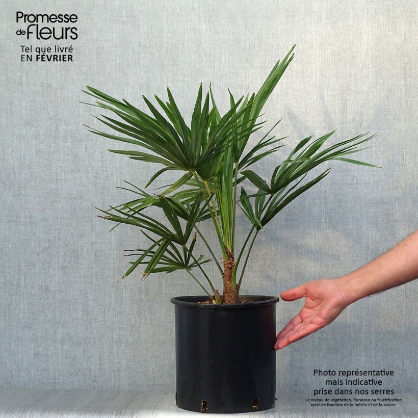 Exemplar von Palmier de Chine - Trachycarpus fortunei pot 10L wie im Herbst geliefert