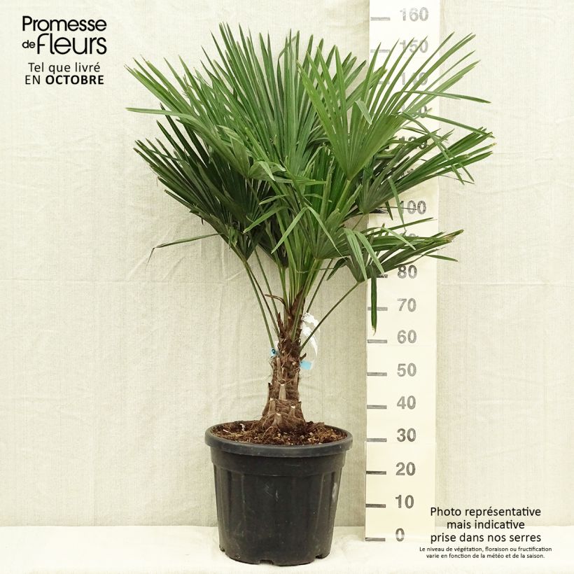 Exemplar von Palmier de Chine - Trachycarpus fortunei pot de 18L/20L wie im Herbst geliefert